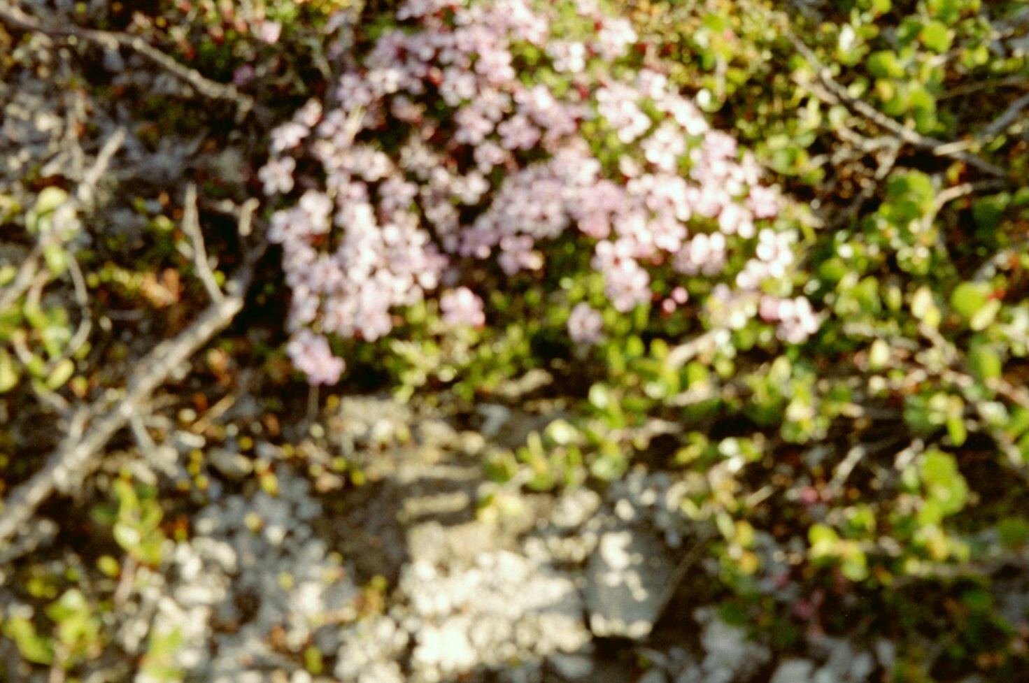 imm034