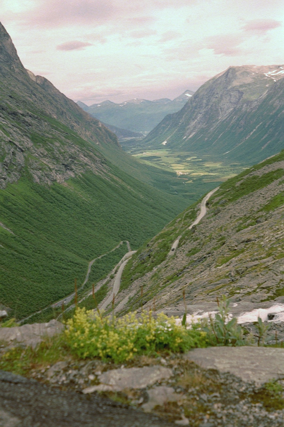 imm008