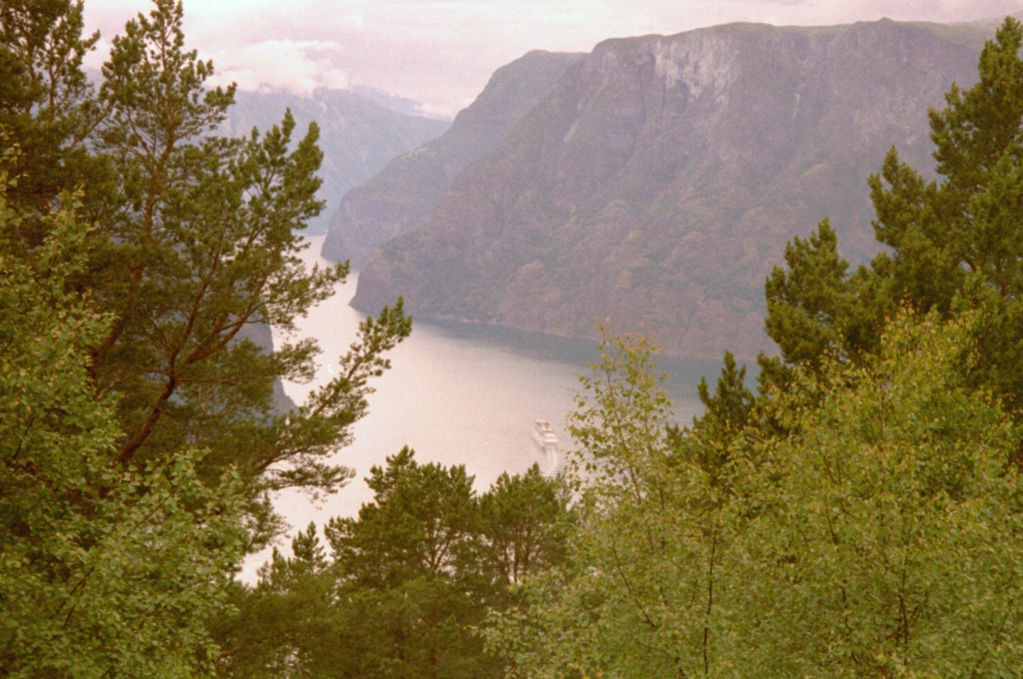 imm008