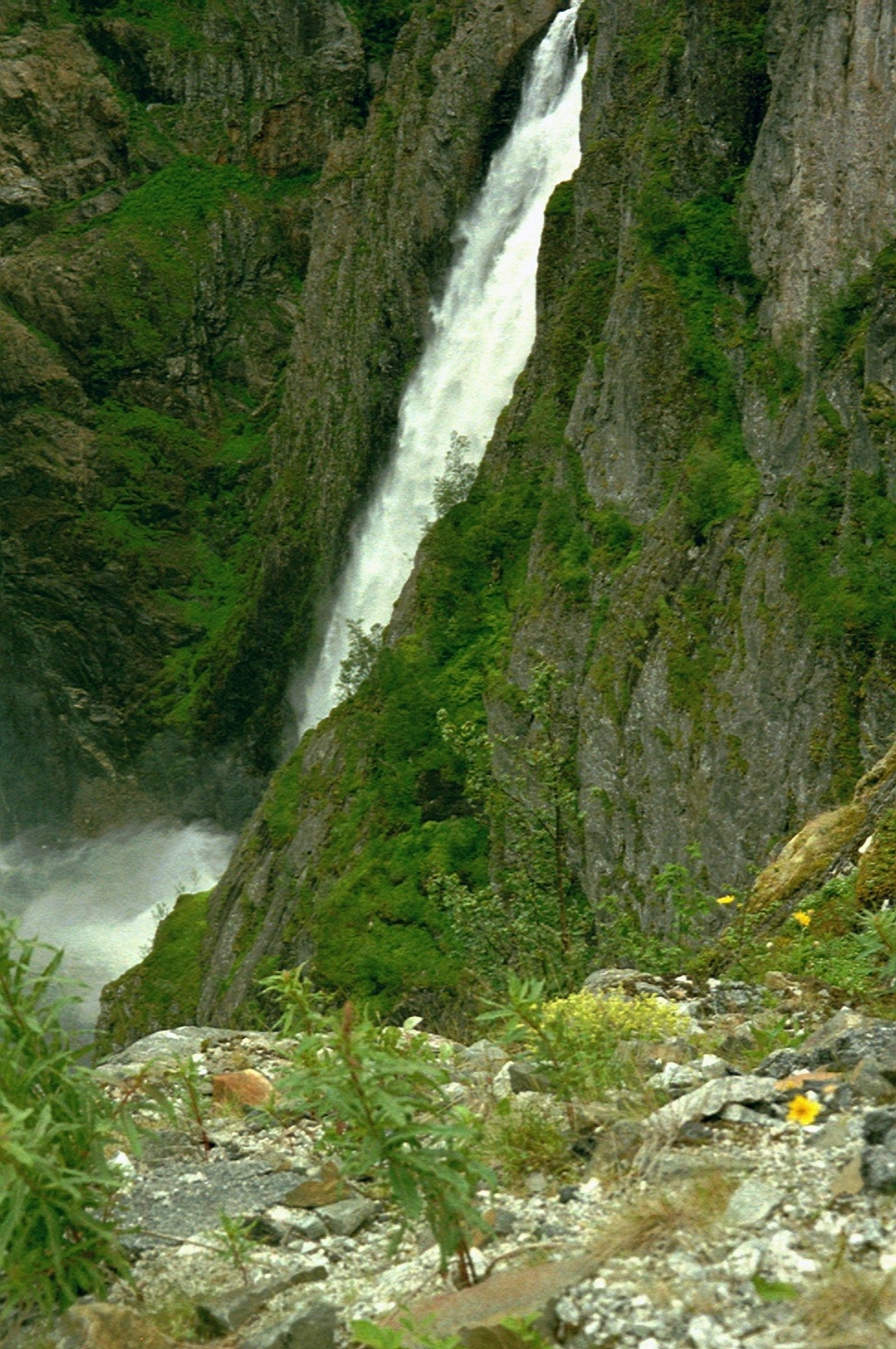 imm017