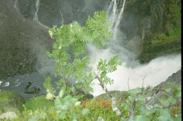 imm018