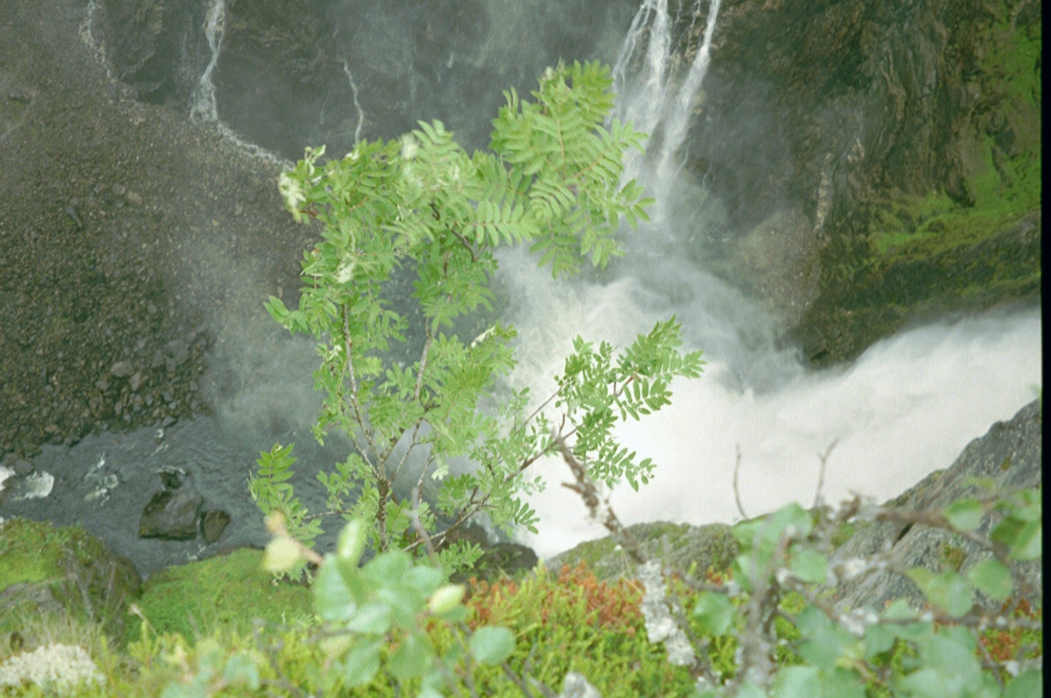 imm018