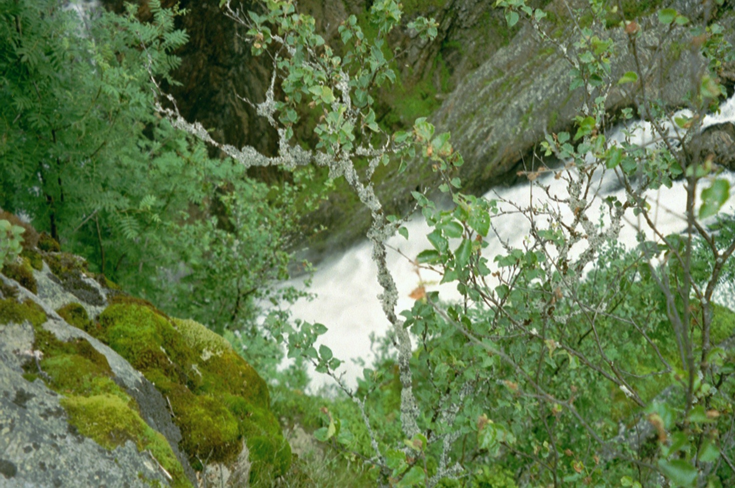 imm019