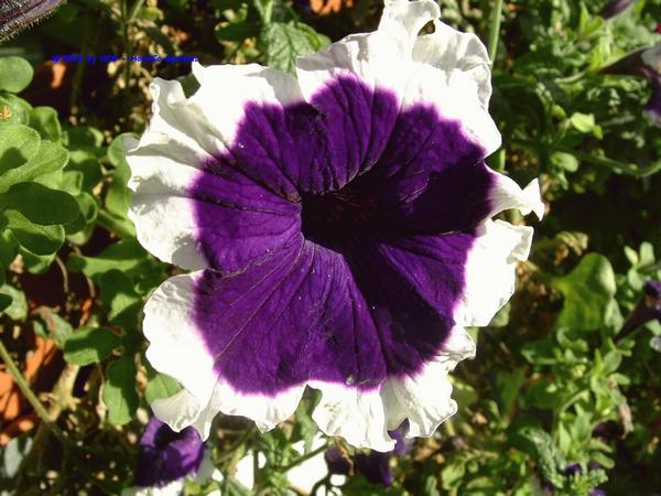 DSCF0016