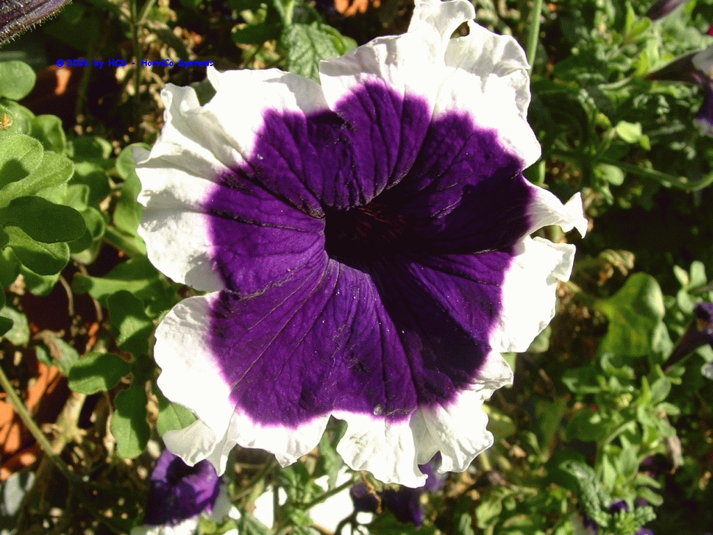 DSCF0016