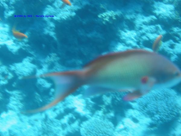 IMG_0095