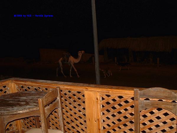 DSCF0009