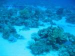 IMG_0239 IMG_0239