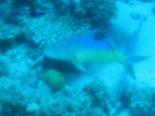 IMG_0241