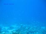 IMG_0252 IMG_0252