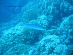 IMG_0254 IMG_0254