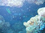 IMG_0264 IMG_0264