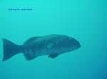IMG_0098 IMG_0098