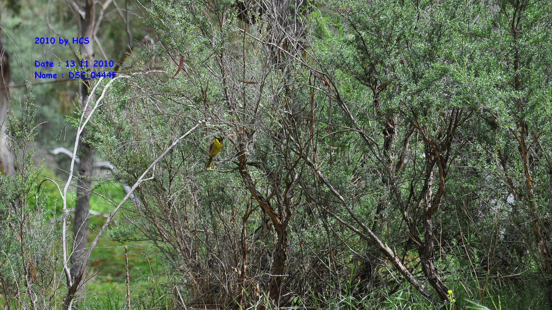 DSC_0444f