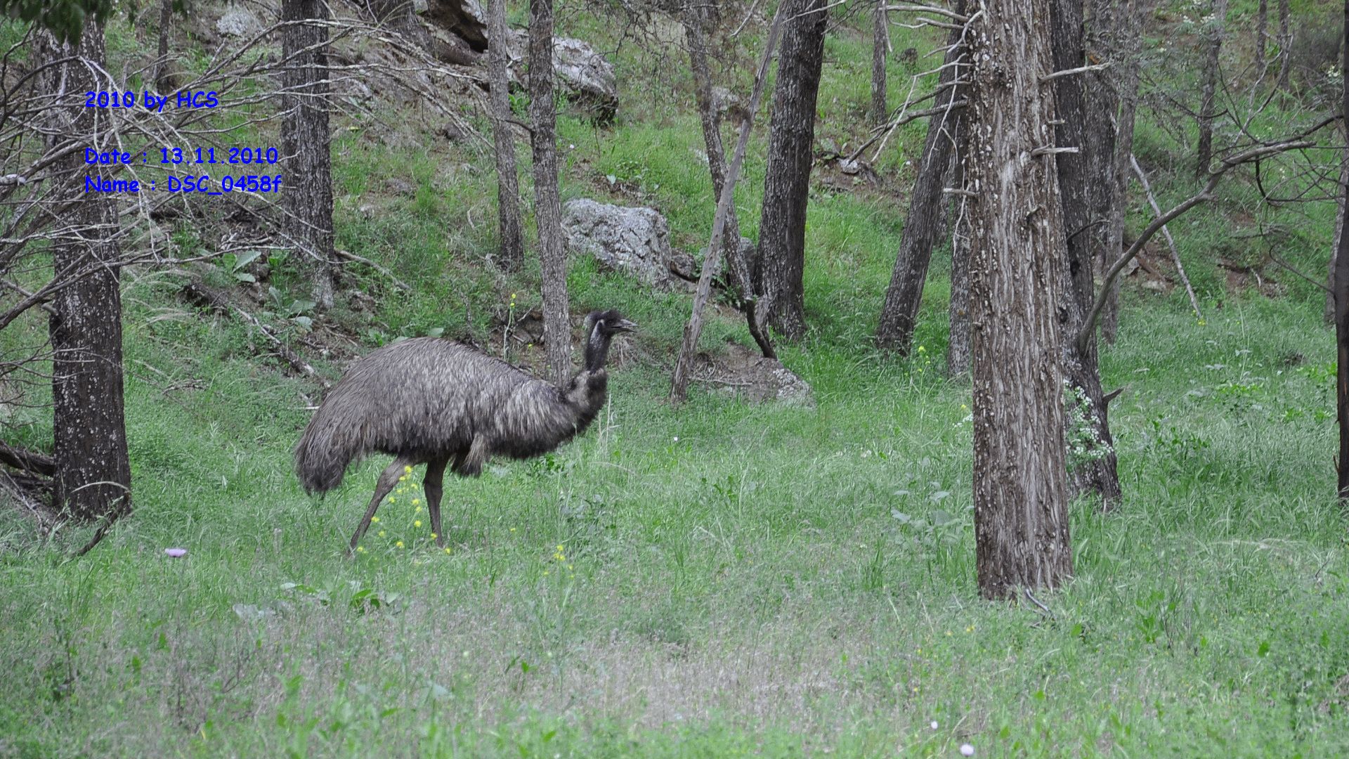DSC_0458f