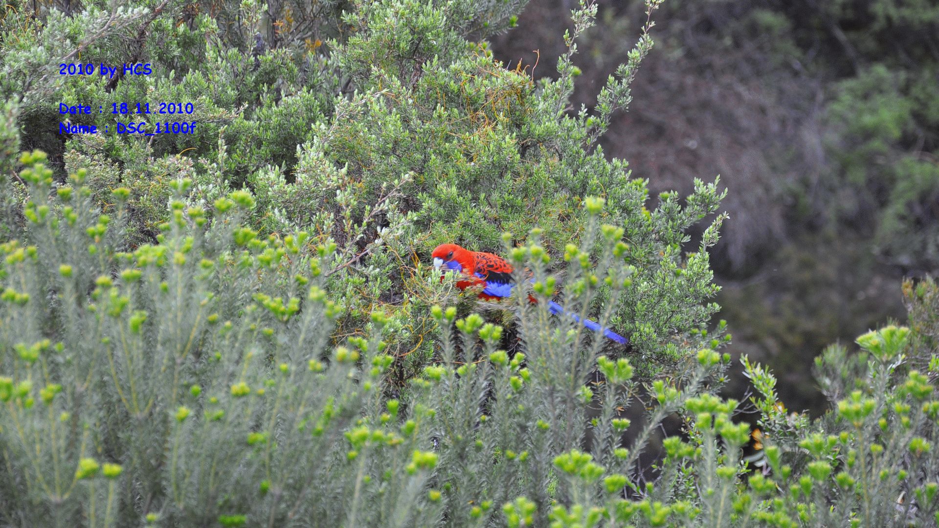 DSC_1100f