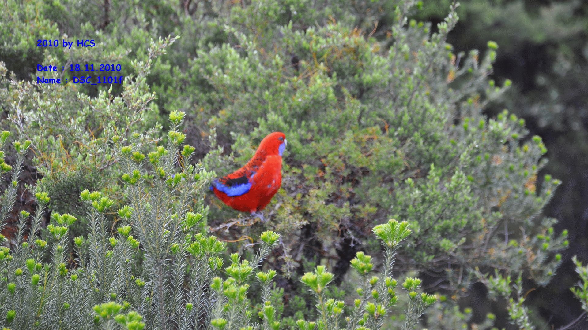 DSC_1101f