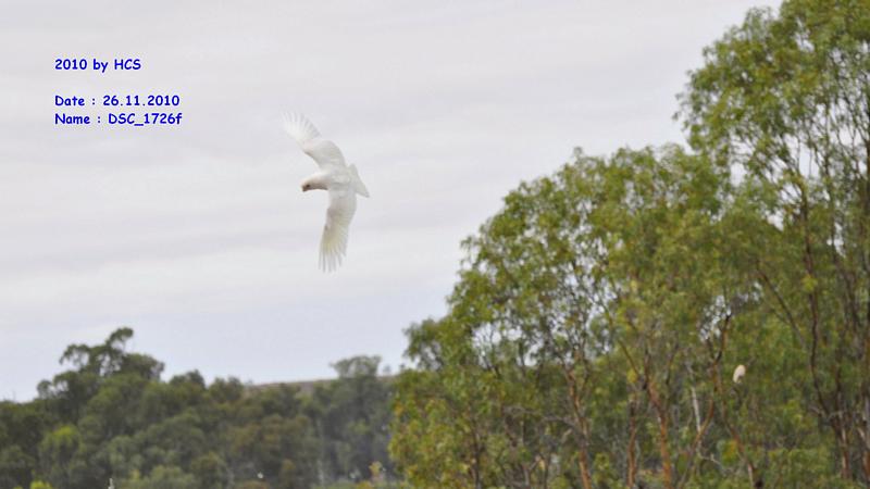 DSC_1726f