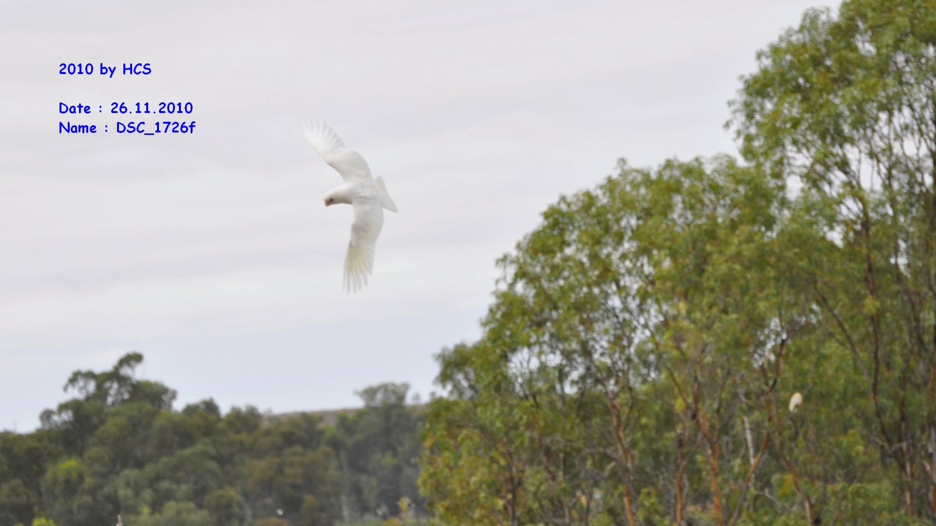 DSC_1726f
