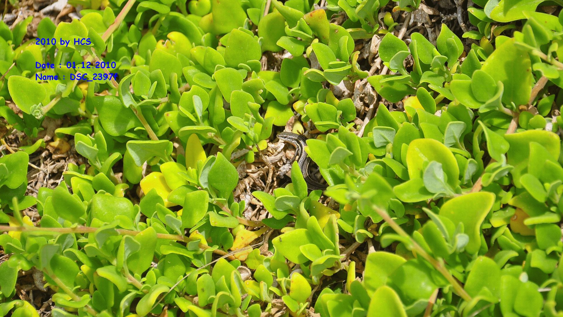 DSC_2397f
