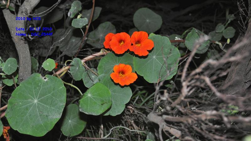 DSC_2544f