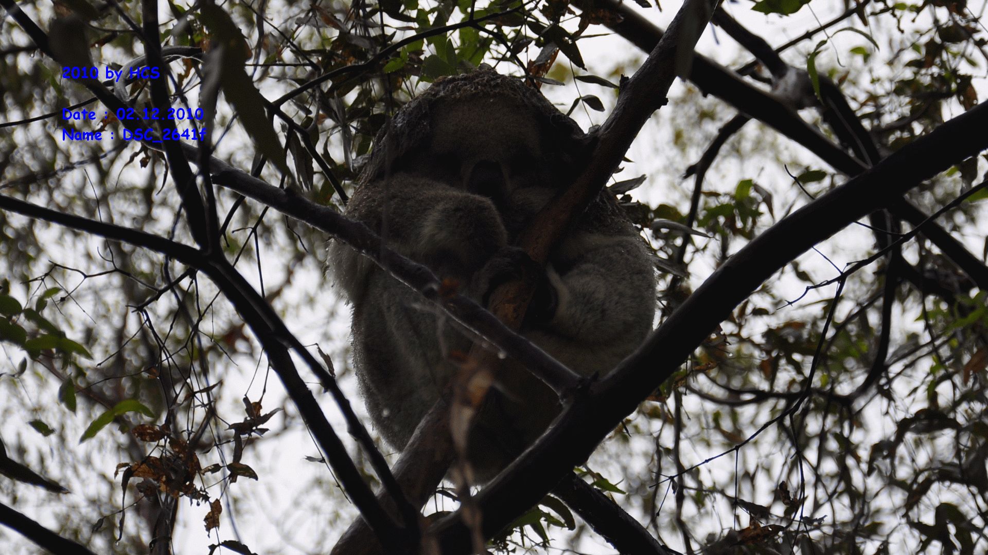 DSC_2641f